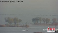 洪泽湖现万鸟齐飞生态奇观 生态修复成效显著